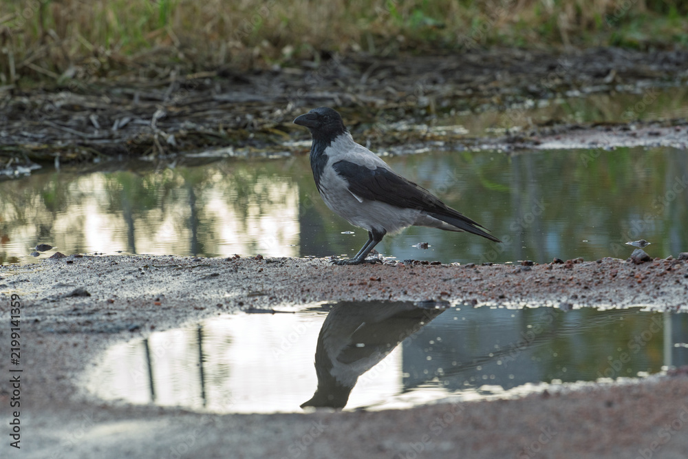Obraz premium Hooded crow Corvus cornix stands on a dirt road between water puddles with a clear symmetrical mirror reflection. Side view of a grey wild bird in a city park, urban wildlife behavior, intelligent. 