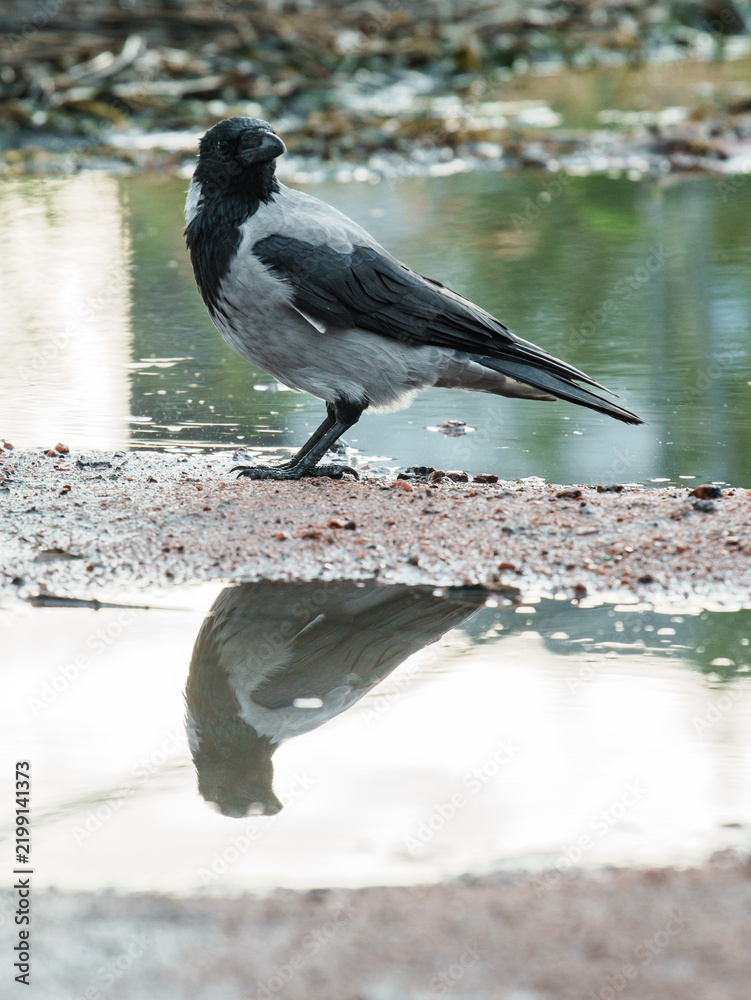 Obraz premium Wild hooded crow bird Corvus cornix standing near a water puddle on the ground. European smart grey and black raven lookalike reflecting in a clear puddle mirror surface outdoors. Wildlife animal. 