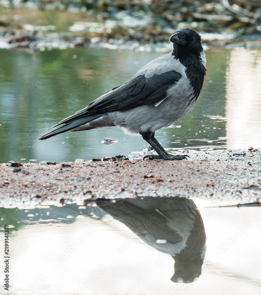 Obraz premium Hooded crow Corvus cornix stands on a dirt road between water puddles with a clear symmetrical mirror reflection. Side view of a grey wild bird in a city park, urban wildlife behavior, intelligent. 