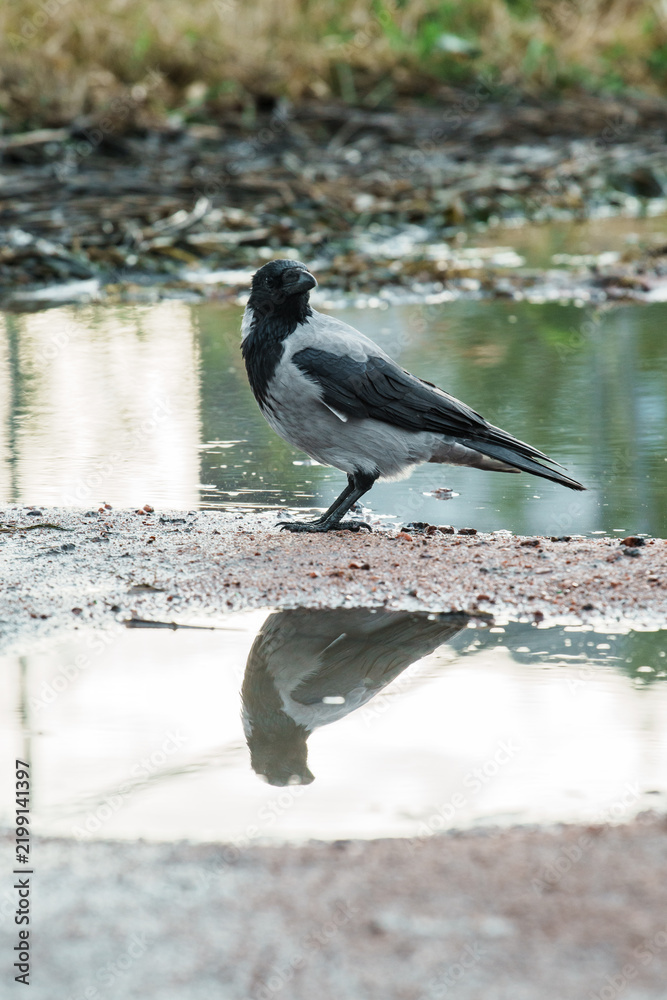 Obraz premium Wild hooded crow bird Corvus cornix standing near a water puddle on the ground. European smart grey and black raven lookalike reflecting in a clear puddle mirror surface outdoors. Wildlife animal. 
