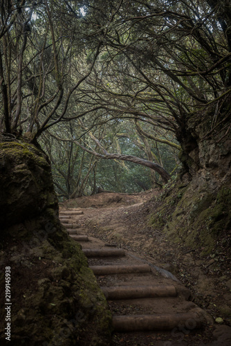 Dirt path with wooden steps winding through a dense, mystical laurel forest, featuring mossy trees and tangled branches forming a natural archway. Anaga, Tenerife, Spain.