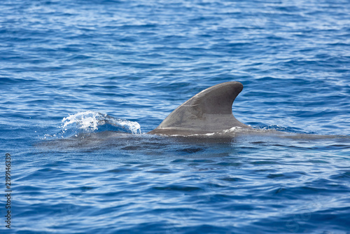 The dorsal fin of a pilot whale, also known as kulohlavec, emerges from the surface of the blue ocean water, creating splashes in its wake. Tenerife, Spain.