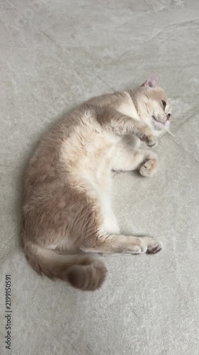 Playful british shorthair cat lying grey floor lazy relaxed joyful happy adorable cute kitten feline domestic pet home interior cozy soft purebred animal resting peaceful afternoon leisure time