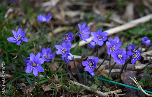 blue spring flowers