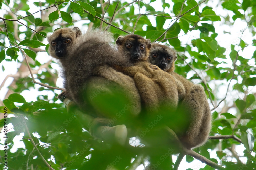 Obraz premium three brown lemurs in madagascar