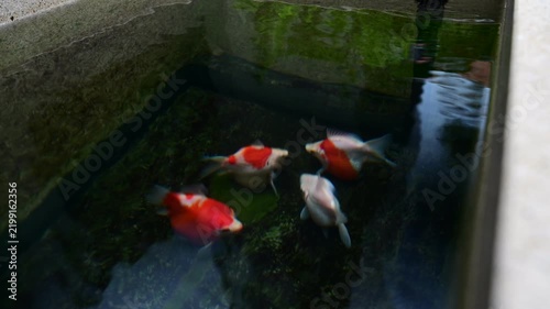 Graceful tamasaba goldfish swim peacefully inside serene outdoor japanese garden pond filled clear water, natural moss stone walls