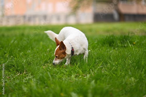 Konstfotografi Jack Russell dog exploring grassy field through scent tracking in park setting