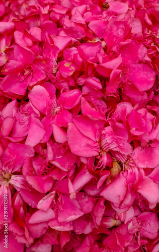 Принти на полотні The Arali flower, known scientifically as Nerium oleander (and called kaner or r