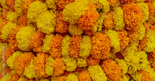 Marigold flower or Samanthi flower (scientifically known as Chrysanthemum and locally called Sevvandhi or Shevanthi) belonging to the Asteraceae family. 