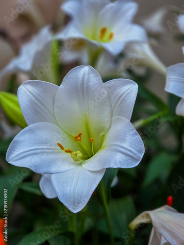 Close-up shot of a white trumpet-shaped flower (Easter Lily) against soft background