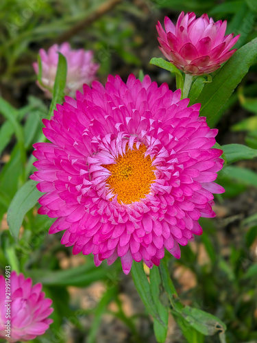 close-up picture of a bright pink strawflower (Xerochrysum bracteatum) with a central yellow disk and papery bracts