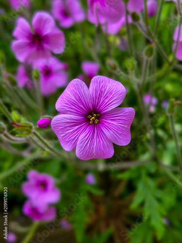 Focus shot of a vibrant pink Madeira cranesbill (Geranium maderense) flower with prominent magenta-purple veins