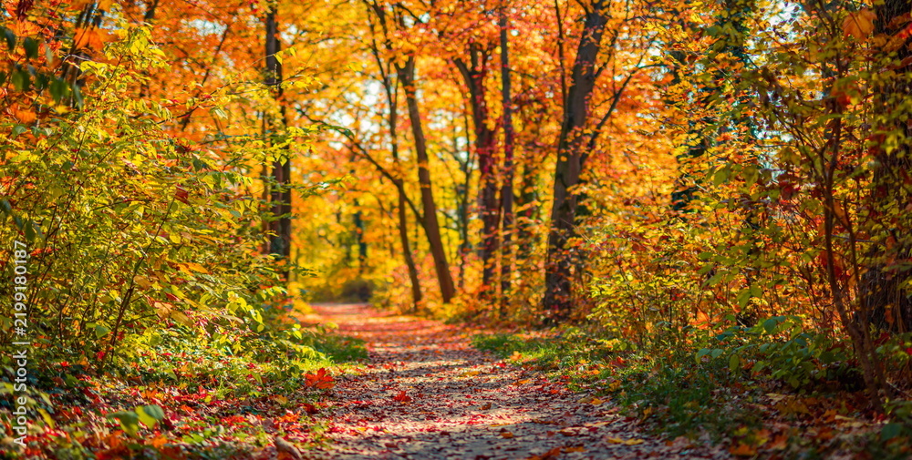 Fototapeta premium Gorgeous autumn forest trail colorful fall foliage golden trees winding woodland path scenic seasonal nature. Peaceful autumn nature landscape scene. Serene woodland hiking wellness seasonal fall