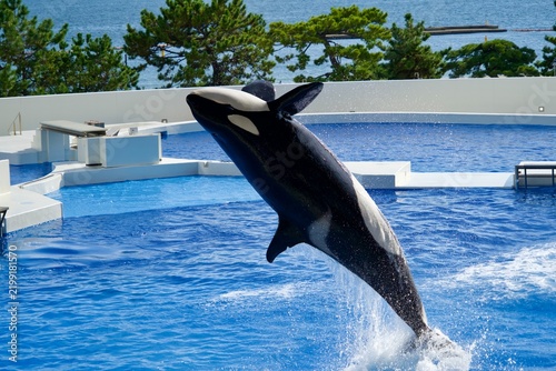 An orca at an aquarium jumping backward