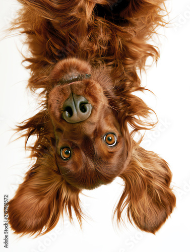 upside down dog, AI generated
