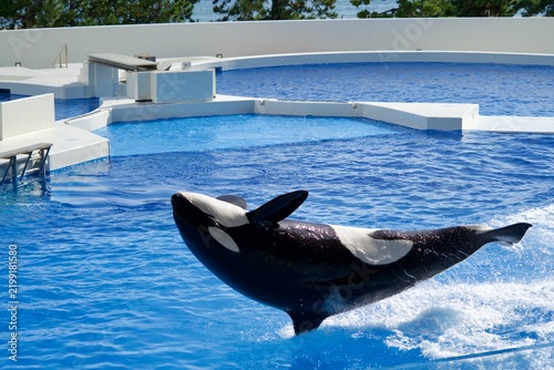 An aquarium orca falling from its dorsal fin