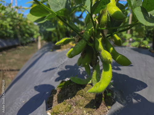 Edamame soybean plant with abundant green fuzzy pods growing in a cultivated field under bright sunlight, showing young soybean production, healthy foliage, black plastic mulch, and agricultural soil.
