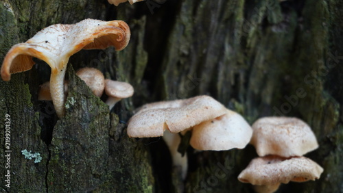 Fresh white mushrooms growing naturally on a decaying tree trunk in a home yard