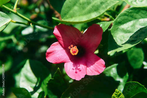Hibiscus boryanus DC. flower, a beautiful native plant of Mauritius featuring delicate petals and a distinctive floral structure. This tropical species is part of the island’s unique flora and contrib