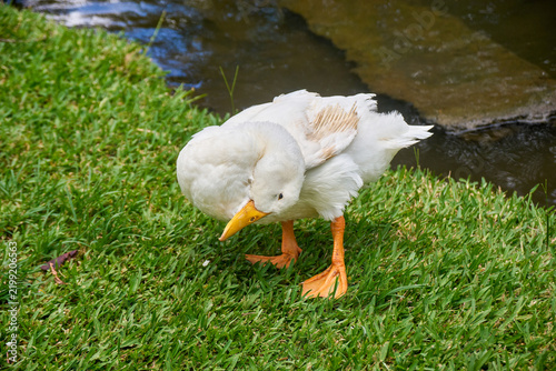American Pekin duck standing on a grassy bank and preening its feathers. The domesticated white duck has bright plumage, an orange bill, and orange legs, creating a clean natural wildlife and farmyard
