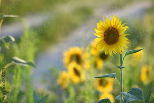 Fotografie sunflower