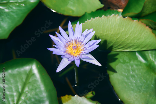Purple tropical water lily from the genus Nymphaea, displaying delicate petals and a striking floral form above the water surface.