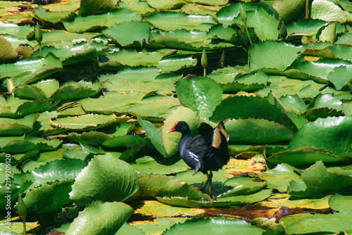 Common moorhen (Gallinula chloropus) jumping through water lilies in a pond. The waterbird is captured mid-motion as it moves across the aquatic vegetation, creating a dynamic natural scene.