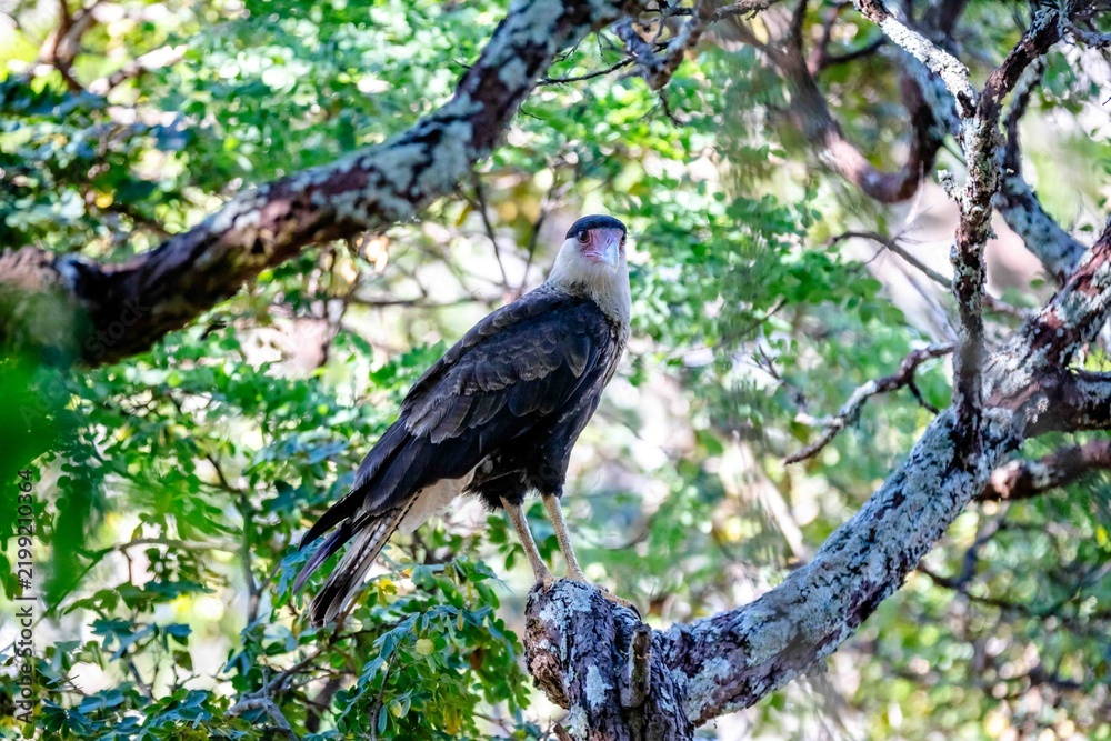Fototapeta premium Young southern crested caracara (Caracara plancus) perched on a lichen-covered tree branch among green foliage, bird of prey in its natural habitat in Brazil.
