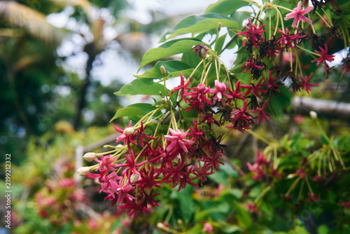 Rangoon creeper (Combretum indicum) blooming in Sir Seewoosagur Ramgoolam Botanical Garden in Pamplemousses, Mauritius. The tropical climbing plant is known for its fragrant flowers that change color 