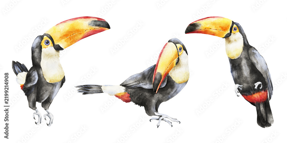 Fototapeta premium Set of three tropical toucans in different poses, painted in watercolor with black plumage and yellow, orange and red beaks. Designed for zoo, wildlife, nursery, textile, packaging and travel projects