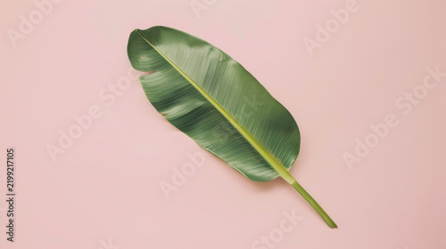 Single green banana leaf on soft pink background with minimalist aesthetic
