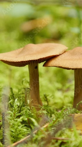 Small Brown Mushrooms Growing in Moss Macro Shot Panning Right