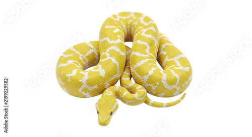 Stunning bright yellow and white pattern albino python snake isolated on a clean transparent background for wildlife design