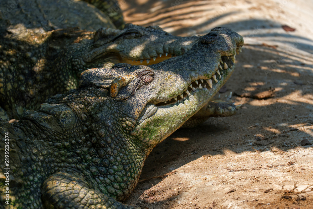 Fototapeta premium Close-up of Siamese crocodiles resting on sand in dappled sunlight, open mouth with sharp teeth and scaly green skin texture