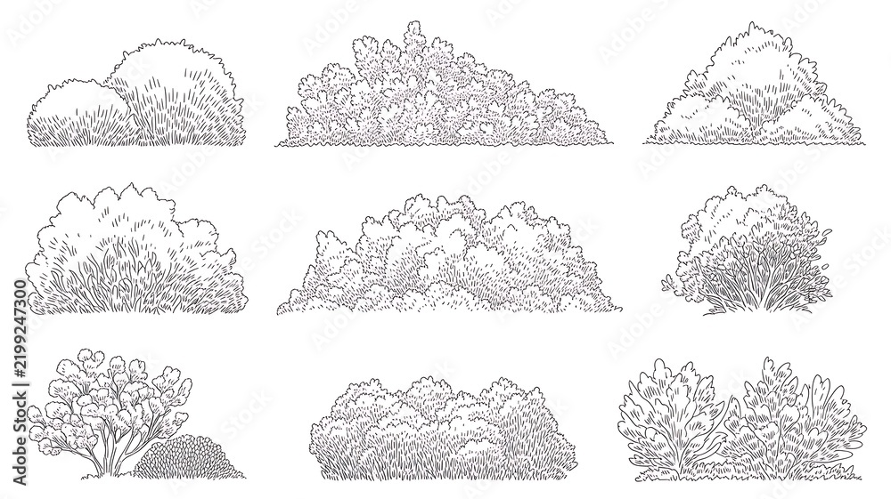 Obraz premium Set of shrubs and bushes in elevation view for use in architectural drawings, isolated on transparent background 