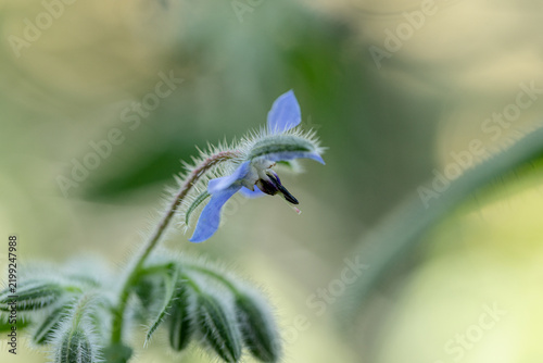 Weit geöffmet hat sich die Borretschblüte