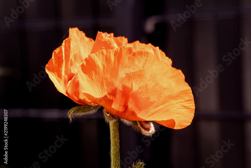 Vom der Sonne gewärmt Mohneblüte