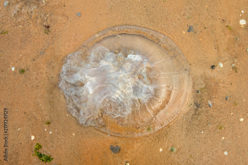 Foto A close up overhead shot of a clear gelatinous jellyfish washed ashore on the wet, damp sand of a coastal beach