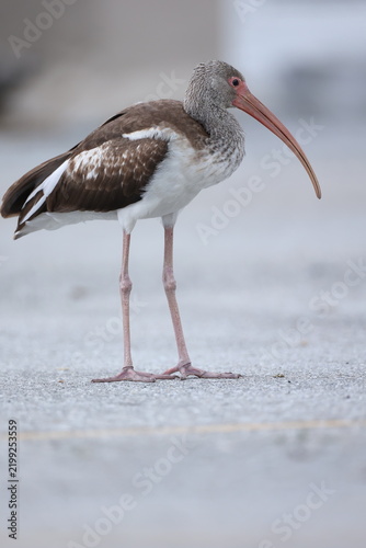 Canvastavla Brown Ibis