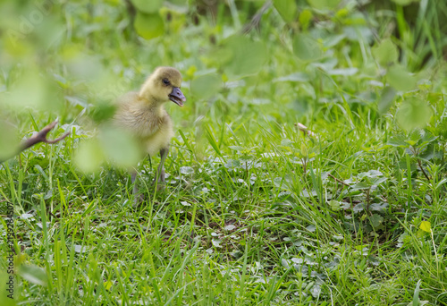 Obraz na płótnie A young greylag gosling with an open beak peers curiously out from between tall