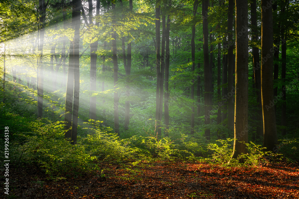 Fototapeta premium Sunny morning in the forest