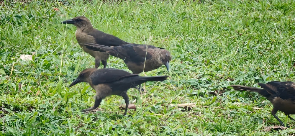 Foto black winged blackbird