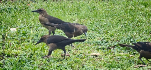 Картината върху платно black winged blackbird