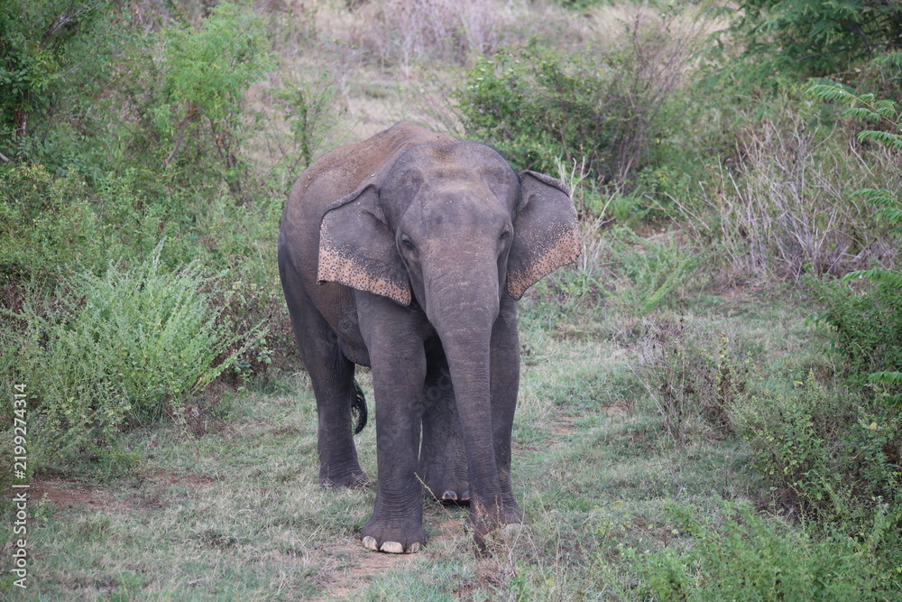 Obraz premium Elephant family rests in a dense tropical forest surrounded by lush green foliage and trees.
