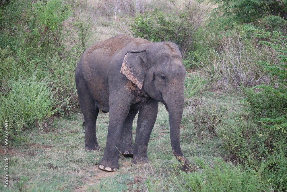 Obraz premium Asian elephants stand together among dense tropical jungle foliage in a wildlife sanctuary.