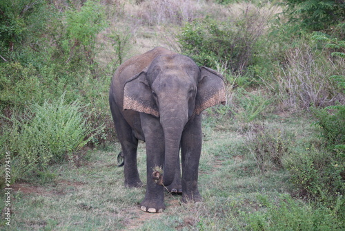 Fotografie Elephant cools off in river water while splashing mud with its trunk during hot weather