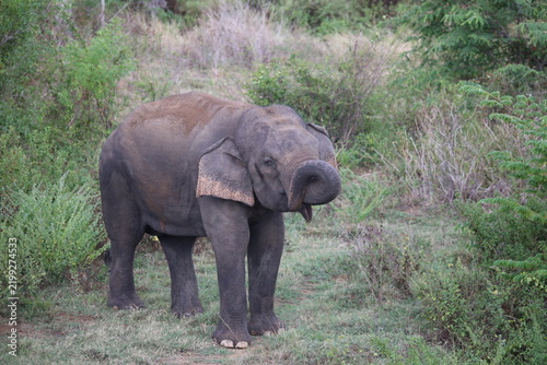 Фотография Elephant cools off in river water while splashing mud with its trunk during hot weather