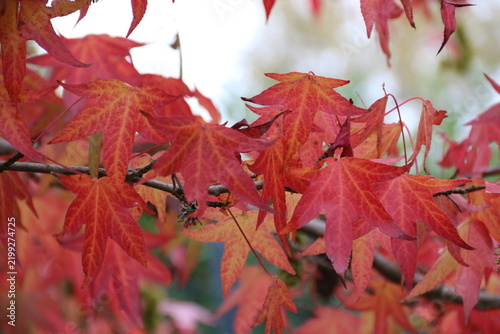 Bunte Blätter am Baum im Herbst / Japanischer Ahorn