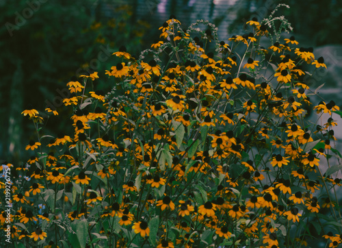 Bild auf Leinwand Dark Moody Yellow Coneflowers Growing In A Lush Green Garden Setting
