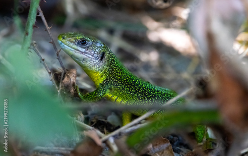 Obraz na płótnie Reptile
